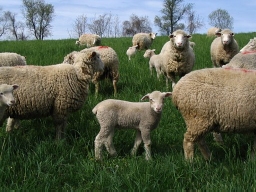 Happy sheep grazing in the fields at Archer Farms, Inc.